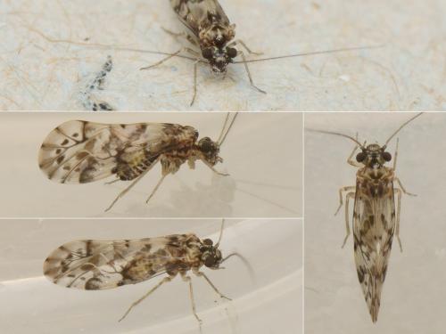 Trichadenotecnum sexpunctatum